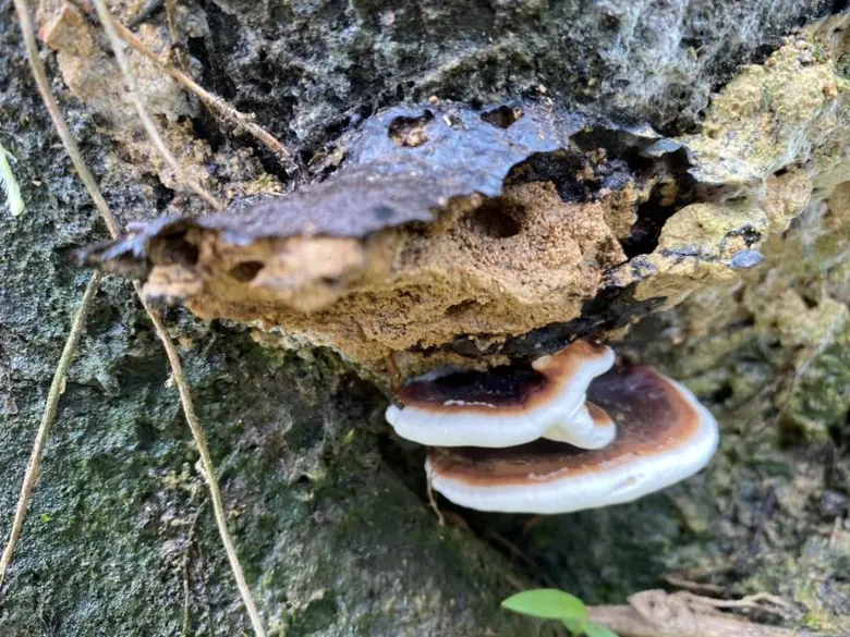 กรมส่งเสริมการเกษตร เตือนชาวสวนระยะนี้อากาศชื้นฝนตก เฝ้าระวังลำต้นเน่าปาล์มน้ำมัน