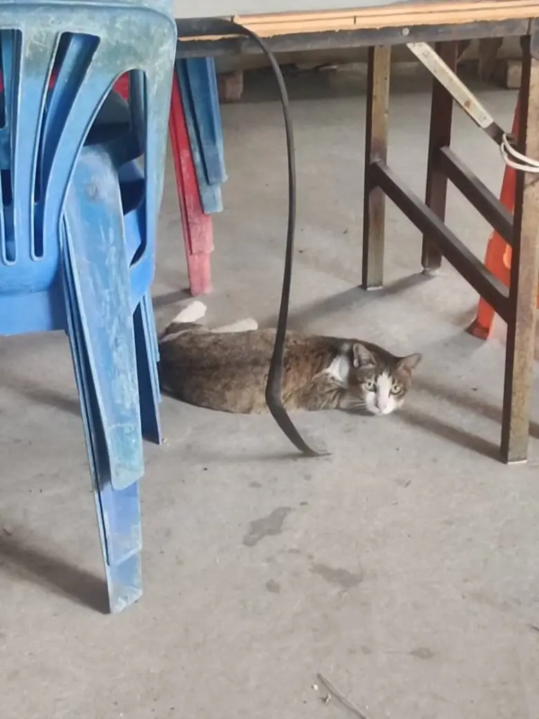 เขตปทุมวันขอความร่วมมืองดให้อาหารสัตว์ในศูนย์ฝึกอาชีพสวนลุมพินี