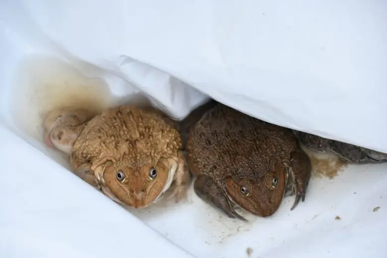 ทีมวิจัย ม.พะเยา พัฒนากบนา มุ่งสู่ คลังอาหารโลก