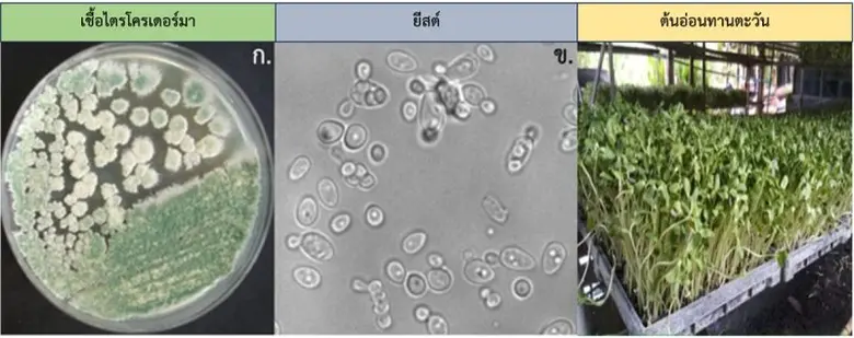 กระทรวงการอุดมศึกษา วิทยาศาสตร์ วิจัยและน...