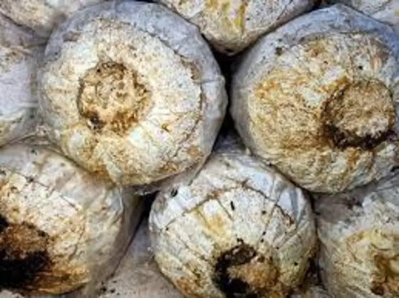 วว. แนะวัสดุปลูกต้นอ่อนทานตะวันจากก้อนเห็ดเก่าใช้แล้ว