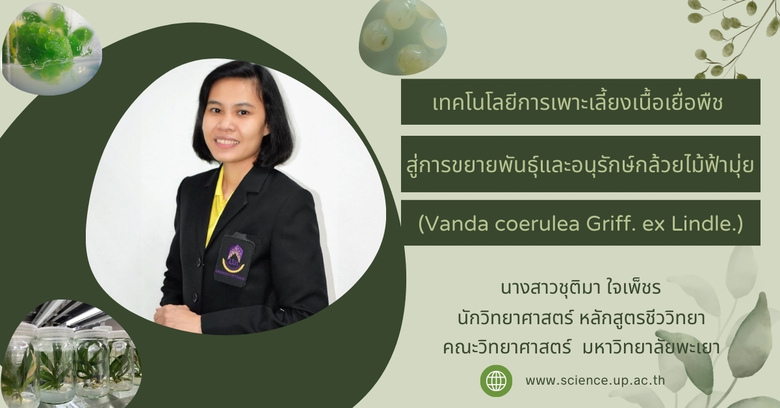 การเพาะเลี้ยงเนื้อเยื่อพืชในประเทศไทยเกิด...