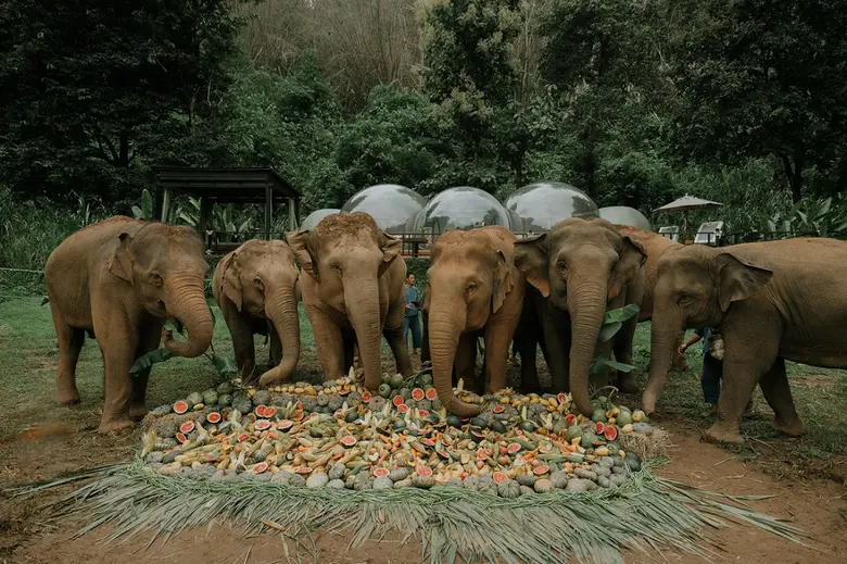 อนันตรา สามเหลี่ยมทองคำ แคมป์ช้าง แอนด์ ร...