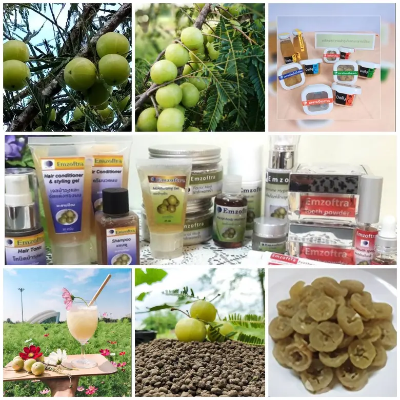 “มะขามป้อม” หรือ มะขามป้อมอินเดีย เป็นต้น...