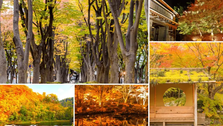 ฤดูใบไม้เปลี่ยนสีกำลังจะกลับมาเยือนประเทศ...