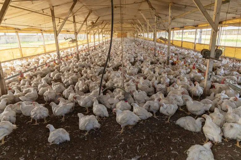 การระบาดของไข้หวัดนกสายพันธุ์ H5N1 ตั้งแต...