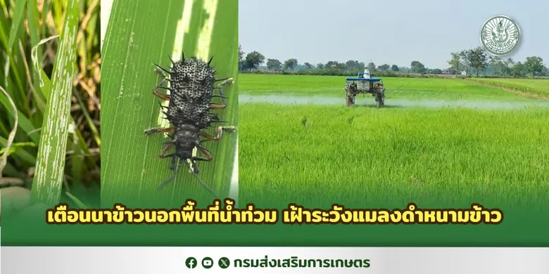กรมส่งเสริมการเกษตร แจ้งเตือนเกษตรกรผู้ปล...