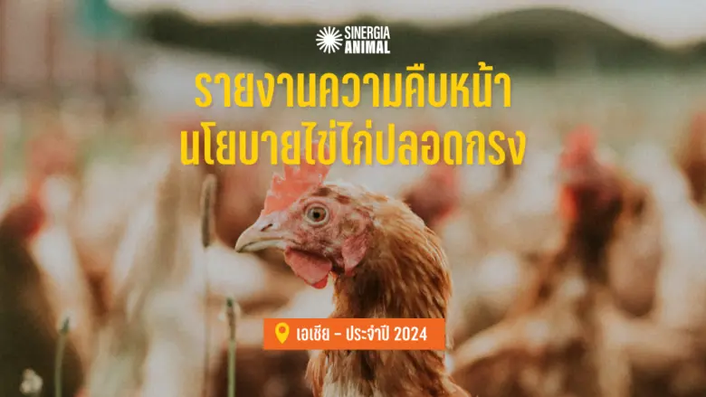 รายงานความคืบหน้านโยบายไข่ไก่ปลอดกรง (Cag...