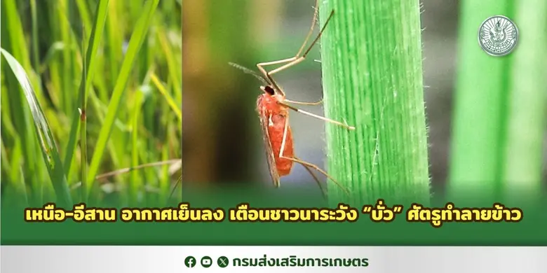 กรมส่งเสริมการเกษตร แจ้งเตือนเกษตรกรผู้ปล...