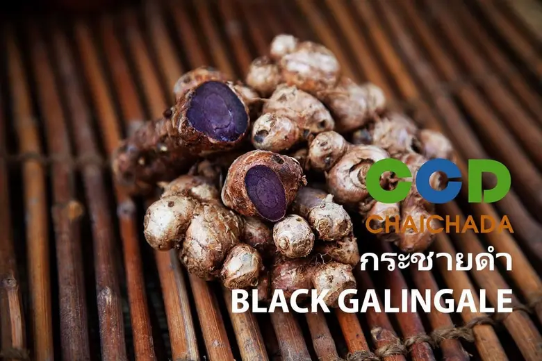 กระชายดำ (Black Ginger) สมุนไพรมหัศจรรย์ ประโยชน์มหาศาลเพื่อสุขภาพที่ดี