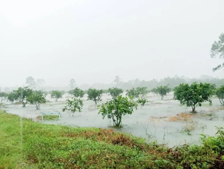 นักวิจัยโรคพืช ศูนย์ผลิตและบริการชีวินทรี...