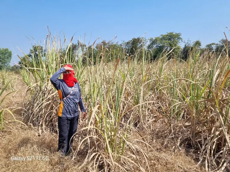 นางสาวการดา สิงหาบุตร. เกษตรกรชาวไร่อ้อย ...