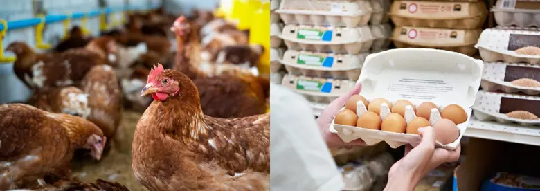 ซิเนอร์เจีย แอนนิมอล ผนึกกำลังกับผู้บริโภ...