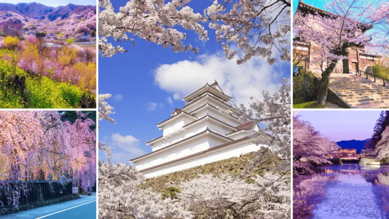 พอฤดูหนาวผ่านพ้นไป ฤดูแห่งซากุระก็ได้มาถึ...