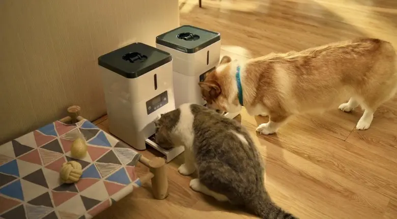 ทาสแมวทั้งหลายเตรียมตัวให้พร้อม! "Thailan...