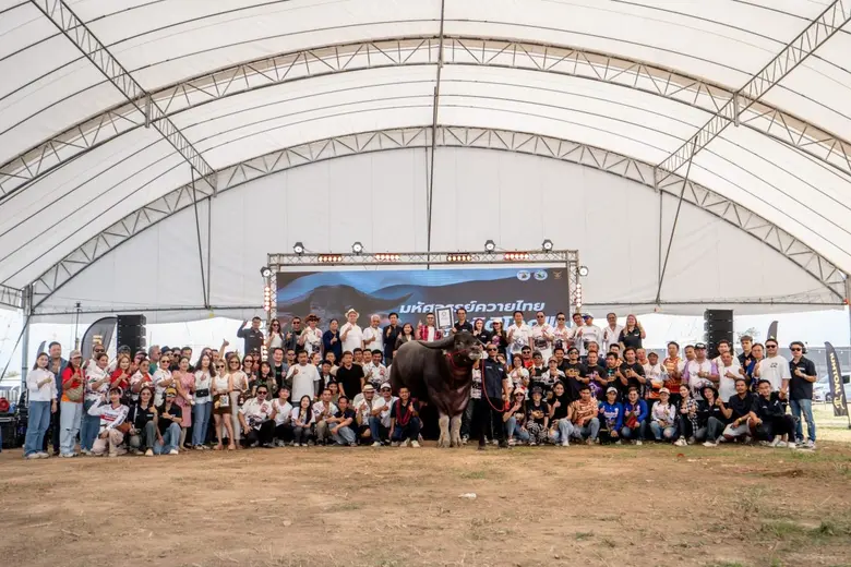 "คิงคอง" ควายไทยจากนินลนีย์ฟาร์มเขาใหญ่ พ...