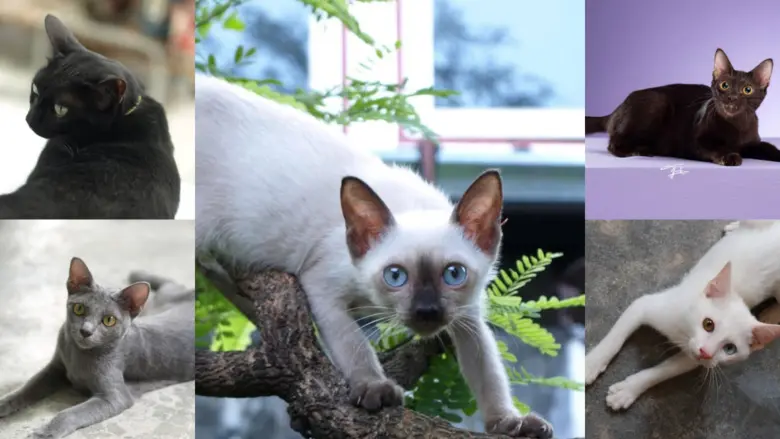 ทาสแมวสายมูต้องไม่พลาด! ถึงเวลาปลุกพลังโช...