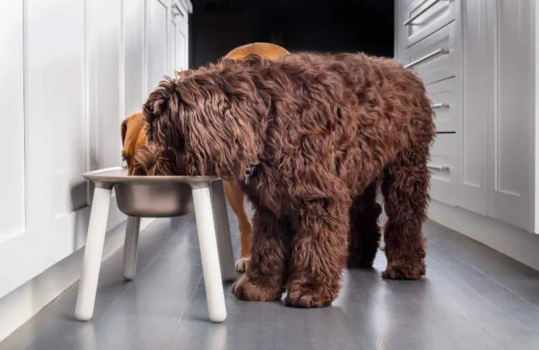 สุนัขแต่ละพันธุ์ควรกินอาหารแบบไหนบ้างถึงจะเหมาะสม