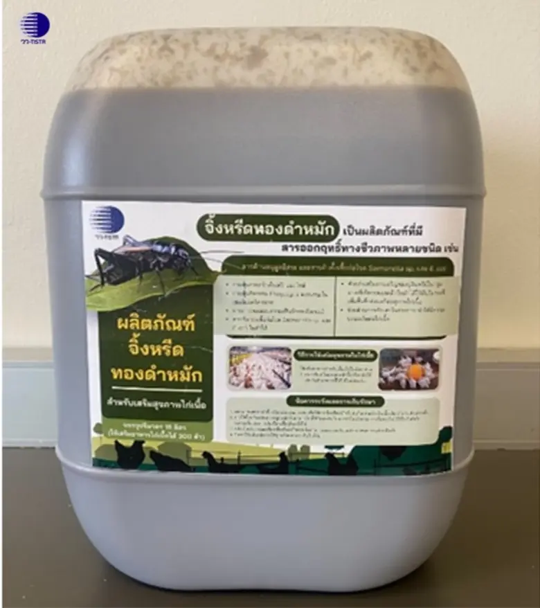 วว. พัฒนาสารเสริมสุขภาพสัตว์ปีกจากจิ้งหรีดทองดำ ช่วยลดปริมาณเชื้อก่อโรค/กระตุ้นการเจริญเติบโต