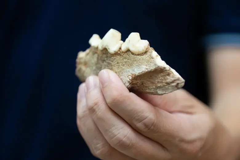 อาจารย์คณะวิทยาศาสตร์ จุฬาฯ ค้นพบหลักฐานใหม่ในถ้ำกระบี่ บ่งชี้การกระจายตัวของ "ไฮยีนา" ทางภาคใต้ของไทยเมื่อสองแสนปีก่อน