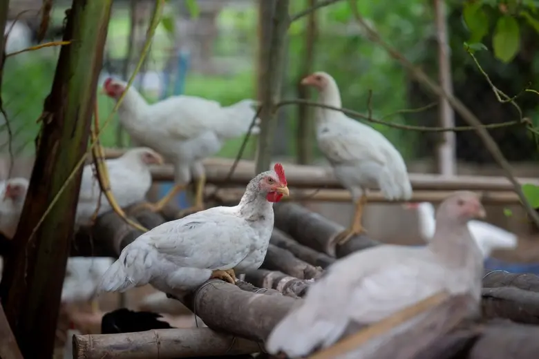 องค์กรพิทักษ์สัตว์แห่งโลก (World Animal P...